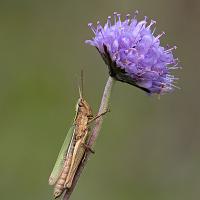 Lesser Marsh Grasshopper 3 